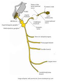 The Glossopharyngeal Nerve Cn Ix Course Sensory