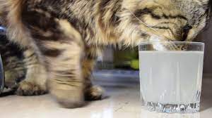 Pemberian air kelapa pada kasus keguguran atau nifas sangat baik untuk membersihkan organ dalam kucing. Boleh Ke Kucing Minum Air Kelapa Muda The Mamamiaow