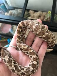 That means if you ever decide to switch substrates it's important to monitor the humidity levels during this process. Lump On Western Hognose Is This Normal Should I See A Vet He S Not Eating Currently Because Winter Snakes