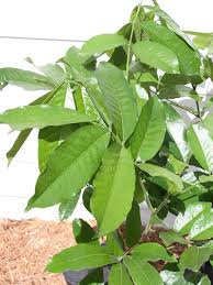 Image result for Blighia