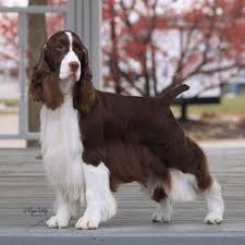 Black And White Short Hair English Springer Spaniel Gch Ch Wynmoor Champagne Supernova This Is A Bench Show Bred Ess Field Ess S Are Very Different High Ears Springer Spaniel English Springer Spaniel Dog Show