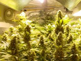 Yet very potent (putting out a rated 16,000 lumens with the included 150w hps bulb). Get The Right Mh Hps Grow Light Pestujte Jednoduse