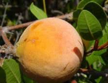 Image result for Ancylobothrys