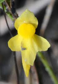 Image result for Utricularia tortilis