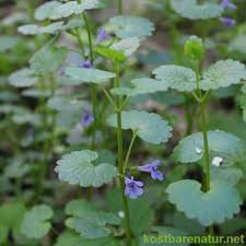 Gundermann Heilkraut Und Fantastisches Wurzmittel Edible Wild Plants Vegetable Garden Design Backyard Vegetable Gardens