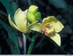 Image result for Phaius occidentalis
