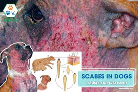 Image result for scabies dogs detail