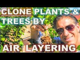 Jasmine Root's Instagram, Twitter & Facebook