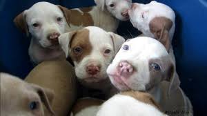 Pure michigan pitbulls, alden, michigan. Pets For Life All About Animals Rescue Michigan