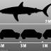 Shark sightings rise as Jaws-size monster spotted