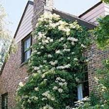 Climbing hydrangea, or decumaria barbara, prefers partial shade in swamps, wet woods and moist forests. Everything You Need To Know About Climbing Hydrangeas Climbing Hydrangea Hydrangea Care Climbing Hydrangea Vine
