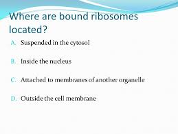 Where are bound ribosomes located. Inside The Eukaryotic Cell Ppt Video Online Download