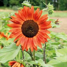 Jual tanaman pohon bibit benih seeds bunga matahari velvet queen sunflower merah mudah tumbuh pusat kotawaringin barat. Cara Tanam Bunga Matahari Yang Mudah Dan Betul Root Of Science