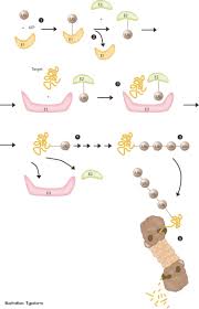 Der begriff proteasom bezeichnet im allgemeinen einen proteinkomplex, der in archaeen und einigen bakterien vorkommt und bei eukaryoten sowohl im zellkern als auch im zytoplasma vorliegt. Chemienobelpreis 2004 Proteinabbau