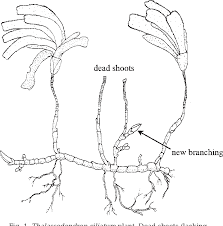 Image result for Thalassodendron ciliatum