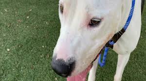 We did not find results for: Orange County Animal Services Sees Influx Of Pets