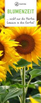 Sommerblumen Die 10 Schonsten Fur Ihren Garten Plantura Sommerblumen Garten Blumen