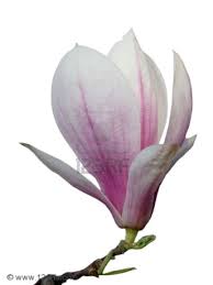 Close Up Of Magnolia Blossom Isolated On White Background Magnolia Blossom Magnolia Magnolia Flower