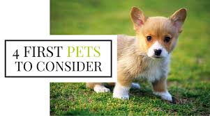 Pin On Dogs