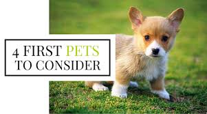Pet life today® is a free resource for pet owners, with everything from expert product reviews to trusted pet care advice. Pin On Dogs