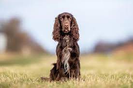Field Spaniel Dog Breed Information Field Spaniel Dog Breeds Best Dog Shampoo