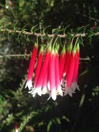 Image result for Behniaceae