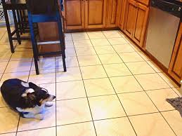 Once you purchase your new found friend, you will want to provide it the best in pet health care. Leonberger Puppies For Sale Near Me The Y Guide