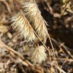 Image result for Harpachne