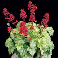 Heuchera Tokyo Terra Nova Nurseries Inc Heuchera thomas standing tall in my back garden. heuchera tokyo terra nova