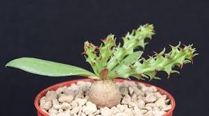 Image result for Euphorbia fanshawei