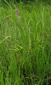 Image result for Uraria picta