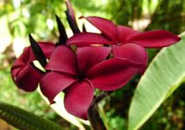 Hilo Beauty Burgundy Red Plumeria Plumeria Flowers Plumeria Tree Plumeria