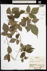 Image result for Rhynchosia albissima