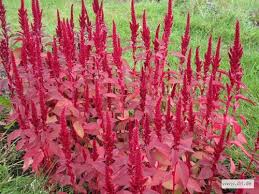 Blumen Hof Wilken Bad Oldesloe Hof Wilken Bad Oldesloe