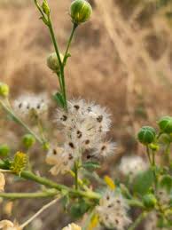 Image result for Hibiscus micranthus