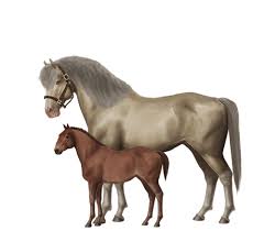 Here you can play the best. Breed Horses And Create Your Very Own Stable Of Champions Horse World Online