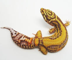 Black And White Striped Leopard Gecko Striped Bell Albino Leopard Gecko Leopard Gecko