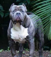 pin on american bully