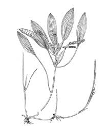 Image result for Potamogeton nodosus