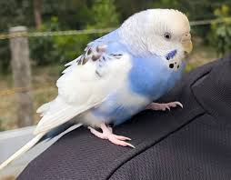 みほ On Twitter 2020 4 17 千葉県鎌ヶ谷市にて セキセイインコを保護致しました お心当たりの方は ご連絡下さい 警察署に届け出もしてあります セキセイインコ セキセイインコ迷子 鎌ヶ谷市 千葉県
