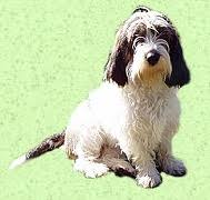 Image result for malý vendéeský hrubosrstý honič