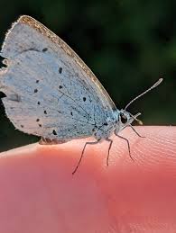 Image result for Celastrina argiolus