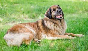 This breed has been used for guarding livestock, obedience and tracking. Leonberger Dog Breed Information