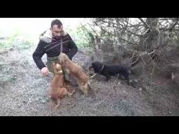 Egitimli Truf Kopegi Ile Truf Mantari Avciligi Youtube