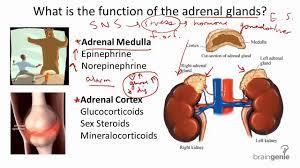 8 2 5 Adrenal Glands Structure And Function Youtube