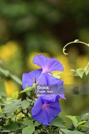 Image result for Ipomoea violacea