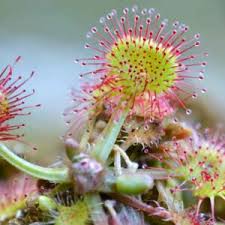 Image result for Seddera capensis