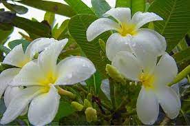 We planted the seeds and the germinated quickly. 14 Of The Best Fragrant Flowers To Grow For A Sweet Scented Garden Dengarden