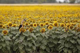 Planter et semer des tournesols. La Demande Pour Les Graines Pour Oiseaux Est En Forte Demande L Actualite