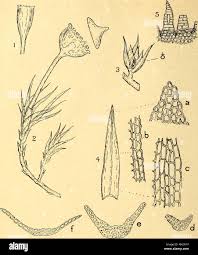 Image result for Tristicha